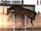 Horse ad