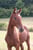 Annuncio cavallo
