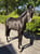 Horse ad