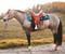 Anuncio de caballos