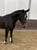Horse ad