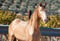 Horse ad