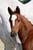 Annuncio cavallo