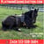 Horse ad