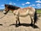 Horse ad
