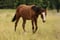 Horse ad