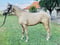 Horse ad