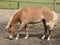 Horse ad