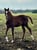 Horse ad