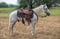 Horse ad