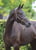 Horse ad