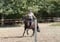 Annuncio cavallo