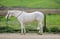 Horse ad