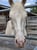 Horse ad