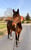 Horse ad
