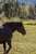 Horse ad