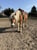 Annuncio cavallo
