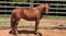 Annuncio cavallo