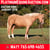 Horse ad