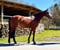 Annuncio cavallo