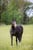 Horse ad