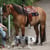 Horse ad