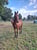 Horse ad