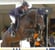 Annuncio cavallo
