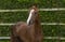 Annuncio cavallo