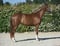 Horse ad