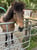 Annuncio cavallo
