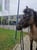 Horse ad