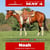 Horse ad