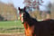 Horse ad