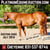 Horse ad