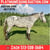 Horse ad