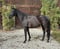 Horse ad