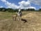 Annonce cheval
