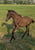 Horse ad