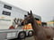 Annuncio cavallo