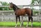 Pferdeinserat