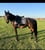 Annonce cheval