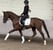 Horse ad