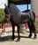 Horse ad