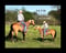 Annuncio cavallo