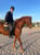 Annuncio cavallo