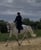 Horse ad