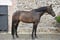 Horse ad