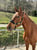 Annuncio cavallo