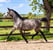 Horse ad